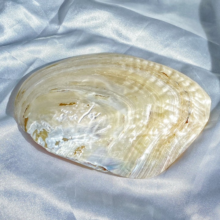 Handmade Polished Clam Shell(Doesn't include pearl) - pearlsclam