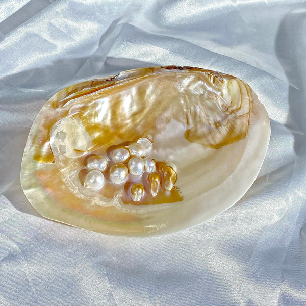 Handmade Polished Clam Shell(Doesn't include pearl) - pearlsclam